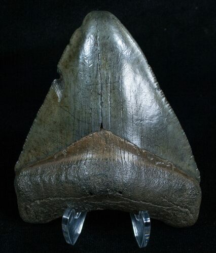 Megalodon Tooth - Peace River, FL #6072